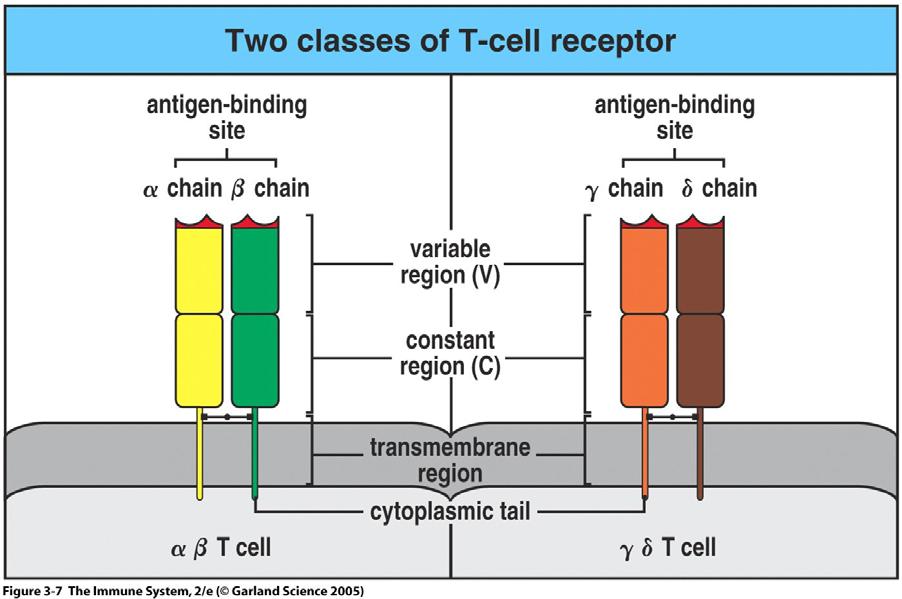 γ:δ T-cell receptors There is a second type of T-cell receptor which is similar in overall structure to the α:β TCR, but which is formed by two different proteins, termed γ and δ.