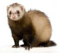 Similar respiratory infections and lesions; no systemic disease The Ferret Model as a Public Health Risk Assessment Tool Naturally susceptible to human