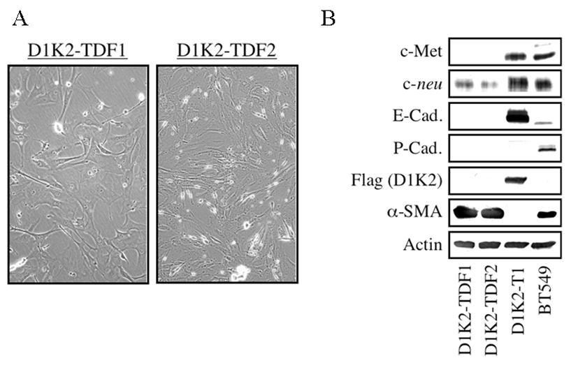 A B Figure 2-4.Isolation and characterization of tumor-derived fibroblast cell lines.