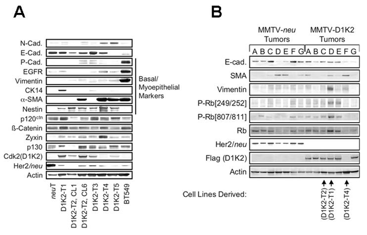 A B Figure 3-2.Cell lines derived from MMTV-D1K2 tumors exhibit protein expression profiles consistent with basal-like breast cancer.