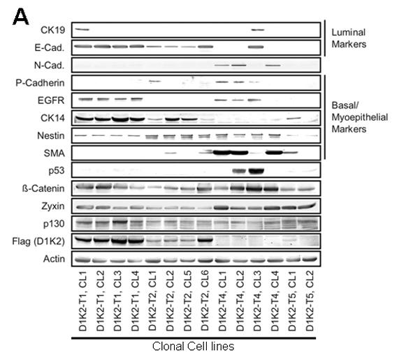 A Figure 3-3.MMTV-D1K2 tumor cell lines exhibit mixed luminal/myoepithelial lineage A) Immunoblot analysis of clonal MMTV-D1K2 cancer cell lines using the antibodies listed in Fig.