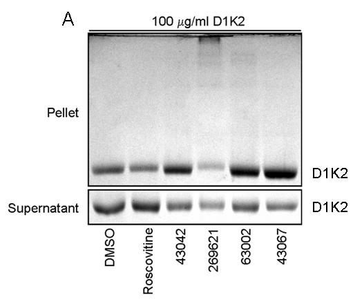 A Figure 4-5.Compounds act directly on cdks A) A purified cyclin D1-cdk2 fusion protein was incubated with 400 μm of Roscovitine, NSC 43042, NSC269621, NSC63002, or NSC43067, or 0.