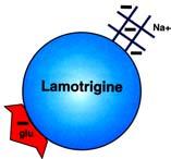 Decreases inositol monophospahte activity (carbamazepine) Increase