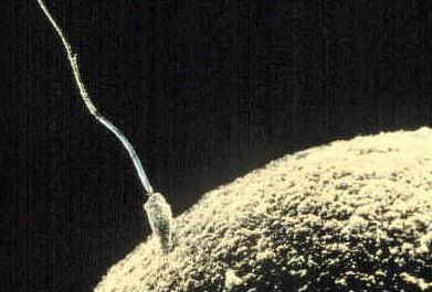 Fertilization Fertilization process of a sperm and