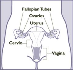 (zygote) Female egg: Travels from ovary into