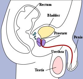 through vas deferens and out the penis Enter