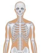 Defense Against Injury Skin and skeleton protect internal organs from environment Examples: Skull: brain Rib cage: heart & lungs Reflex actions rapid, involuntary response to