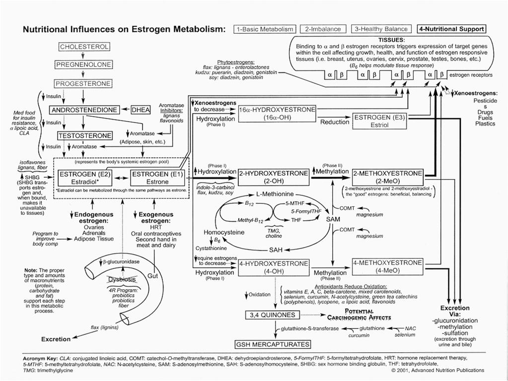 Diagram from Nutri News 113: Nutritional Influences on Oestrogen Metabolism Production Receptors Metabolism Elimination Reduce