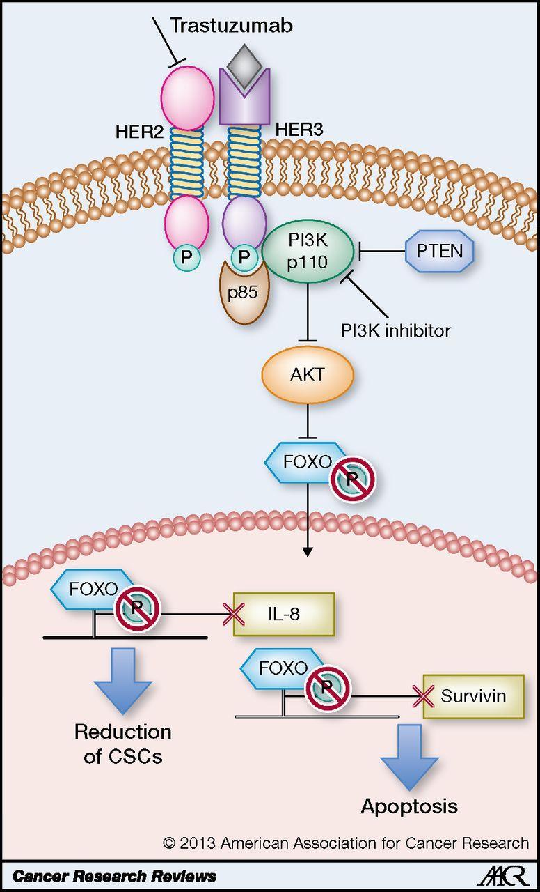 Trastuzumab and mtor inhibitors Inhibition of the HER2 PI3K FOXO-survivin axis by trastuzumab and PI3K inhibitors.