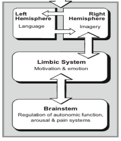 Vertical axis of right brain cortical-subcortical limbicautonomic