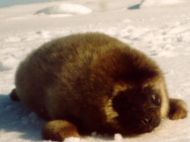 Nursing patterns in different income breeders phocid species Ringed seal (Pusa hispida) -Give birth in undersnow lairs (hummocked shore