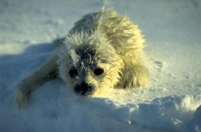 -TDRs placed on ringed seal pups indicated that they spend 50 % of their time hauled out on the ice -Pups are attended on the ice by their