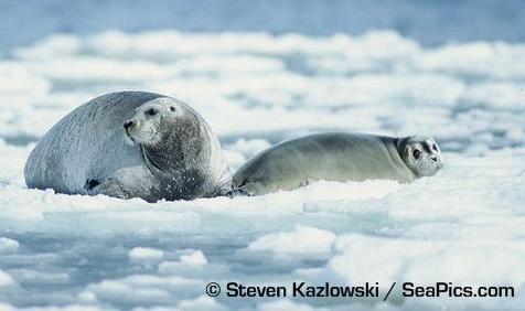 Nursing patterns in different income breeders phocid species Bearded seal (Erignathus barbatus) - Pups are born on floe ice