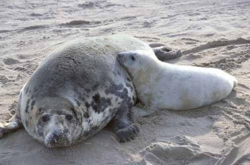 are attended on the ice by their mothers approximately 16% of the time Grey seal (Halichoerus grypus) - Land breeding and ice