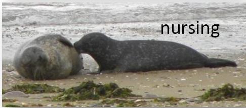 Nursing patterns in different income breeders phocid species Harbour seals (Phoca vitulina) -Land breeding and ice breeding subspecies -Approx 3-4 weeks of nursing, 20-25kg weaning