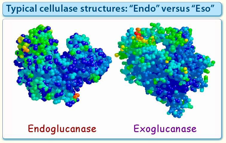 IL influence on cellulase substrate binding Effect of [EMIM]AcO and [DMIM]DMP on cellulase binding The role of the