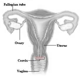 The Pap test is used to find changes in the cells of the cervix (the lower part of the uterus that opens into the vagina) (see picture 1) that could lead to