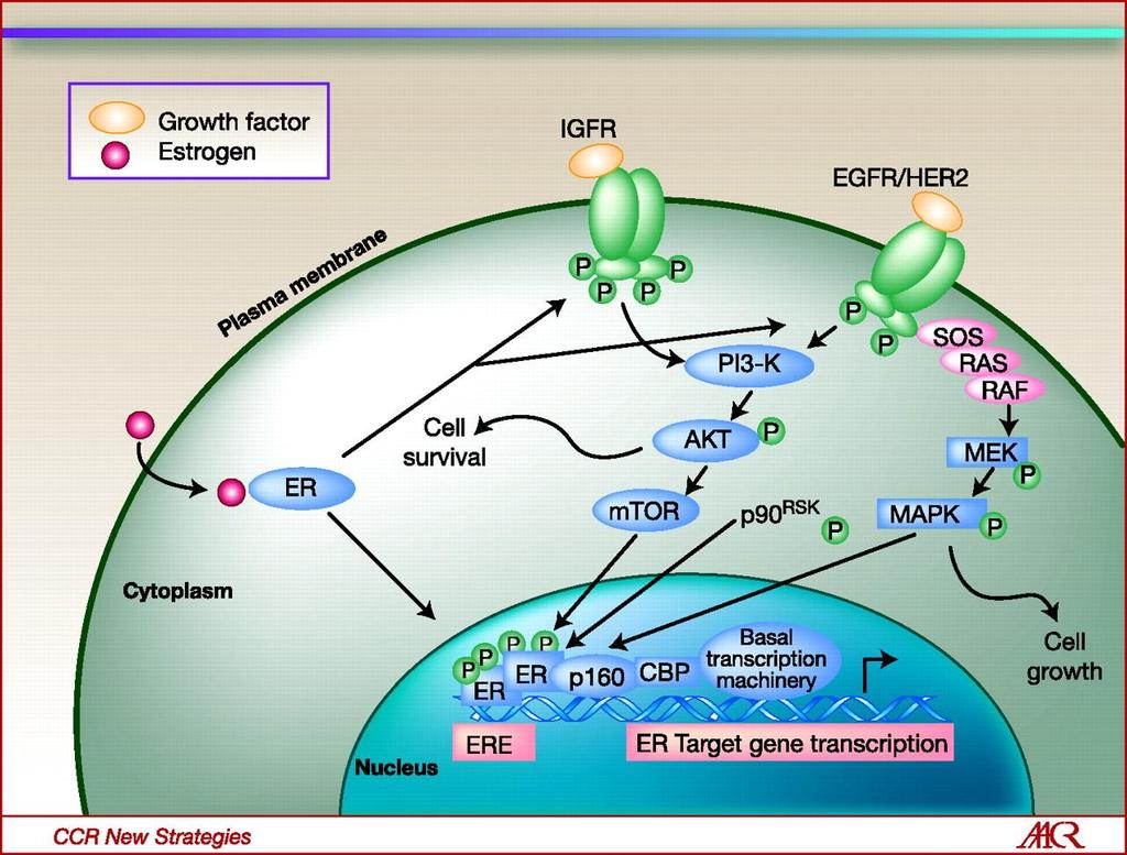 Cross-talk between signal transduction pathways and ER signaling in endocrine-resistant breast cancer, with opportunities