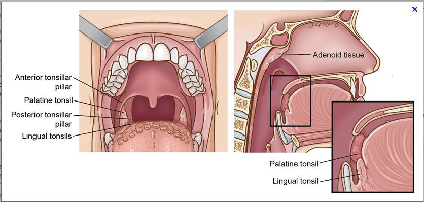 Tonsillar Pillar and Tonsils