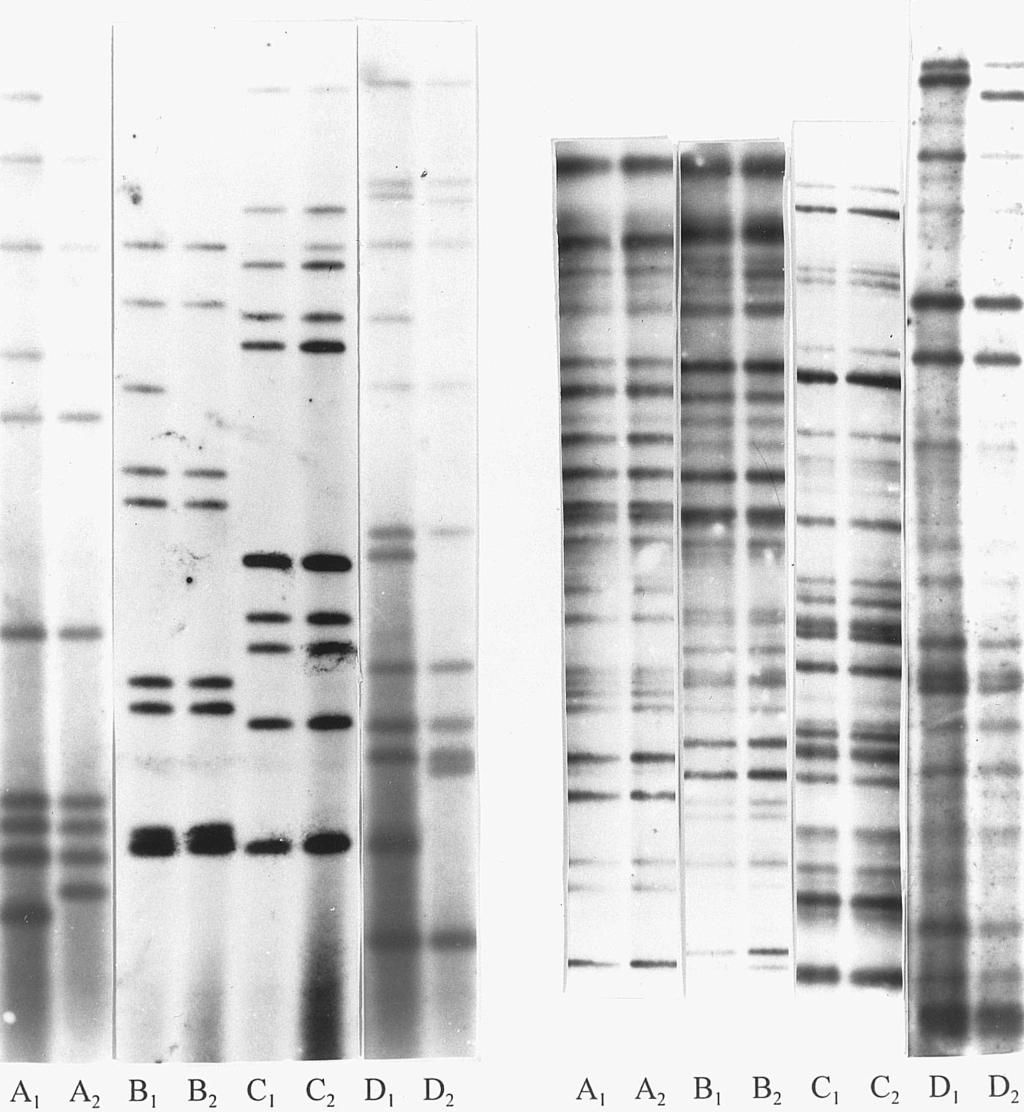 1109 Figure 1. Examples of changed M. tuberculosis DNA genotypes.