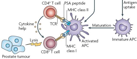 Immunotherapy: The Mechanism of Action 1. Cell that STARTS immune response = APC (Dendritic Cell) 2.