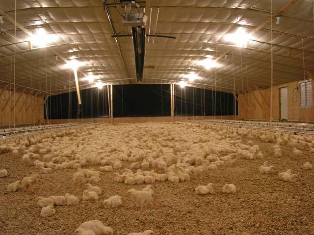 Myth: Factory farms are used to raise broiler chickens. Family farms raise broiler chickens.