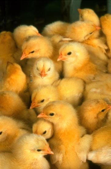 Myth: Antibiotic usage in poultry is creating