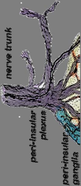 Innervation of islet of Langerhans From the large nerve trunk at