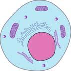 clumping of mitochondria, along with absence of nuclear fragmentation, membrane blebbing, or apoptotic body formation.