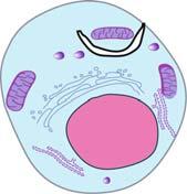 The cell shrinks to about one-third of its original size, and the nucleus and organelles remain surrounded by a tiny ribbon of cytoplasm.