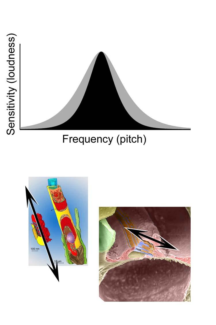 The second stage of tuning is determined by amplification of cochlear