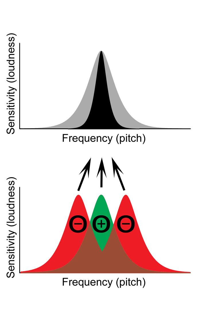 Inhibitory connections (-) turn off activity in the target cell.