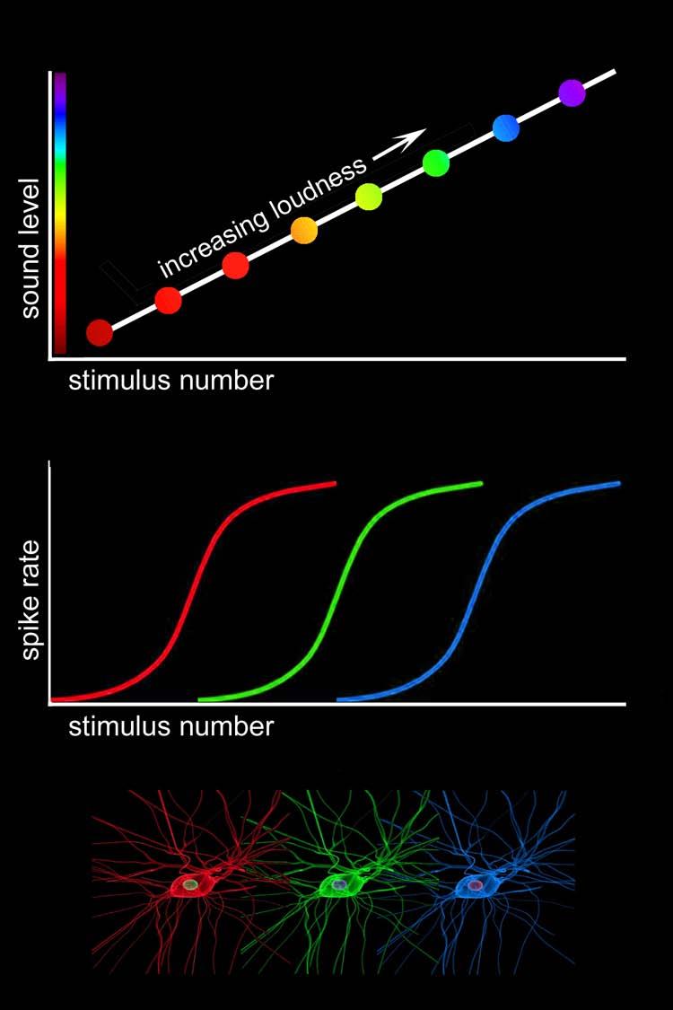 Nerve cells encode the loudness of a sound by the rate of their action potentials.