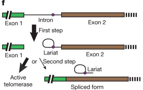 Biological roles for stalled spliceosomes Telomerase RNA in S. pombe acquires it s 3 end through step 1 of splicing without step 2.