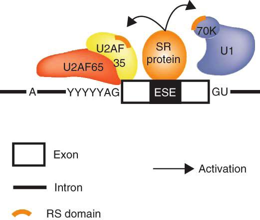 The exon definition model Berget and colleagues observed that the mutation of a 5 splice site could prevent the splicing of the upstream intron in vitro.