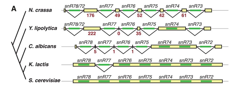 Genes in which the INTRONS encode functional molecules Introns can encode noncoding RNAs.