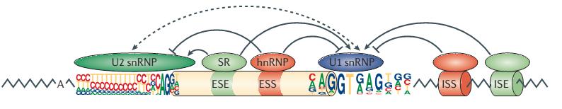Regulation of alternative splicing On the basis of their relative locations and activities, splicing regulatory elements are classified as - exonic splicing enhancers (ESEs), - intronic splicing