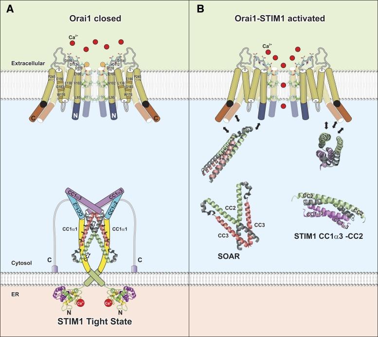 STIM: Orai channels STIM proteins regulate store-operated calcium entry (SOCE) by sensing Ca 2+ concentration in the ER and forming