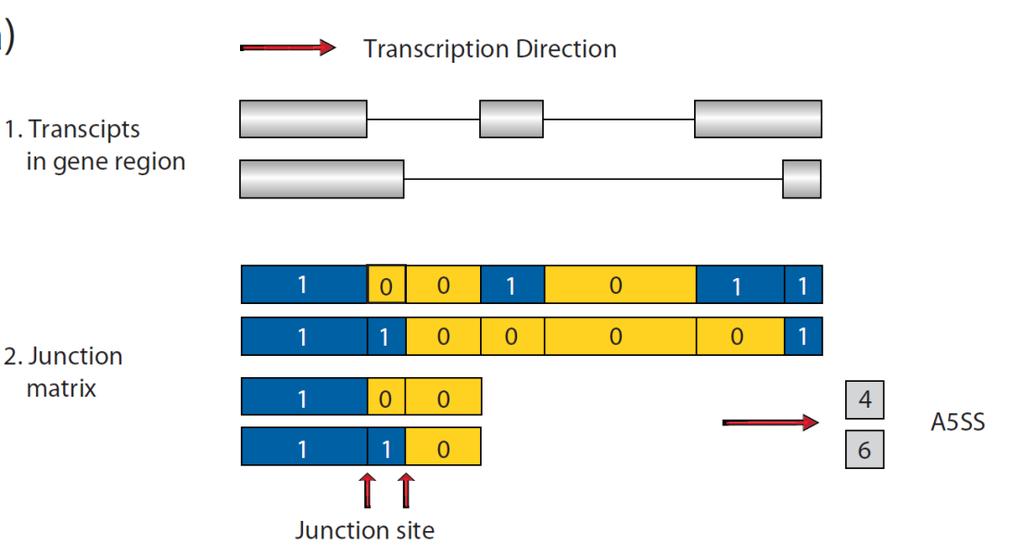 Procedure to recognize AS events Junction site annotation and alternative splicing recognition process.
