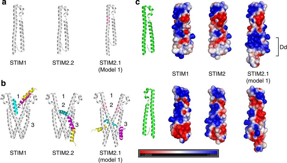 Alternative splicing may affect PP interactions: STIM2 splice variant Niemeyer and co-workers characterized a STIM2 splice variant which retains an additional 8-amino acid exon in the region encoding