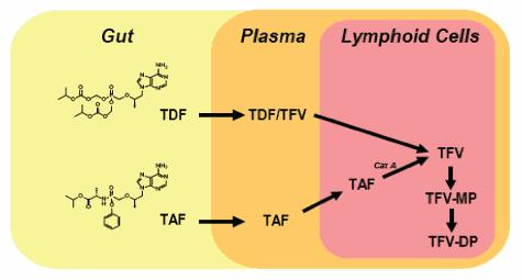 PGP PGP Pharmacology of TAF TDF=tenofovir disoproxil fumarate TAF=tenofovir alafenamide TFV-DP=tenofovir diphosphate n.b. This is what you care about How much do you need? What is the target exposure?