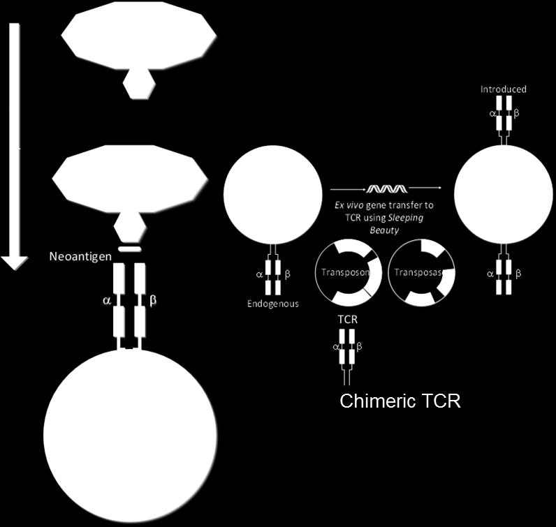 TCR + T cells specific for neoantigens