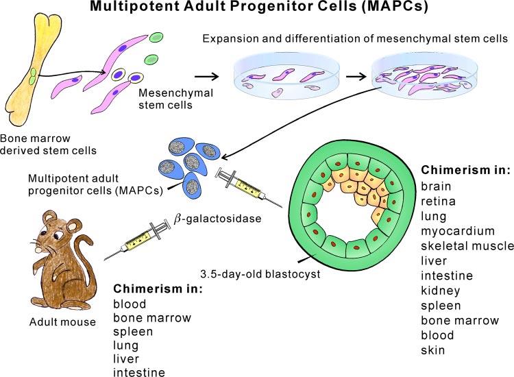 1382 LERI, KAJSTURA, AND ANVERSA FIG. 3. Multipotent adult progenitor cells (MAPCs).