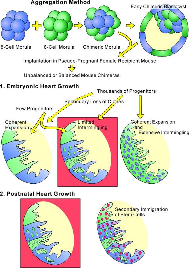 1392 LERI, KAJSTURA, AND ANVERSA FIG. 8. Heart histogenesis and mouse chimeras.