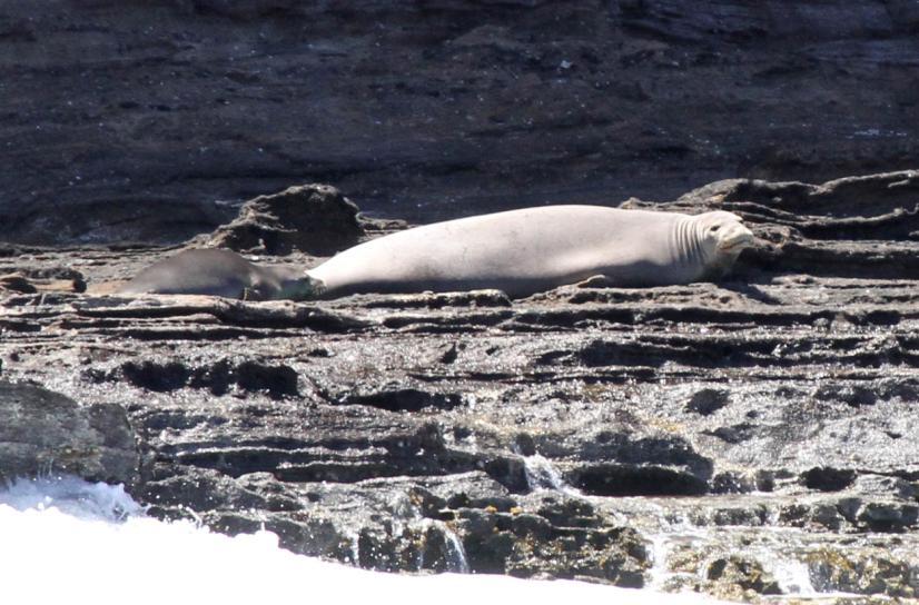 Two Hawaiian monk seals (Monachus schauinslandi) hauled out at NW shore of Ka ula.