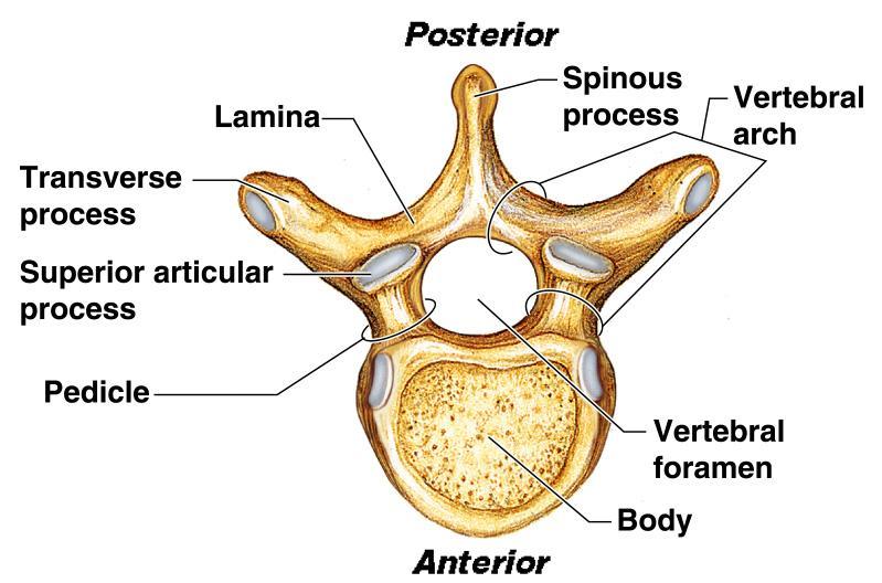 Structure of a Typical Vertebrae Figure 5.