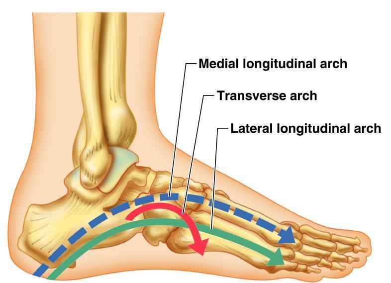 Arches of the Foot Bones of the foot are arranged to form three strong arches Two longitudinal One