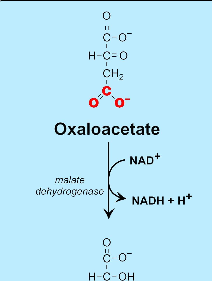 Return of Oxaloacetate NADH NAD + Pyruvate + CO2 NADPH NADP + Malate NAD + Regulation