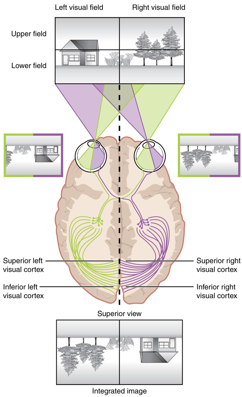 OpenStax-CNX module: m46557 13 Topographic Mapping of the Retina onto the Visual Cortex Figure 6: The visual eld projects onto the retina
