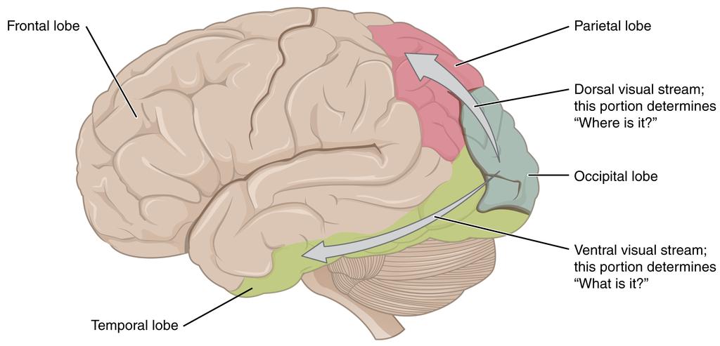 OpenStax-CNX module: m46557 17 There are two main regions that surround the primary cortex that are usually referred to as areas V2 and V3 (the primary visual cortex is area V1).